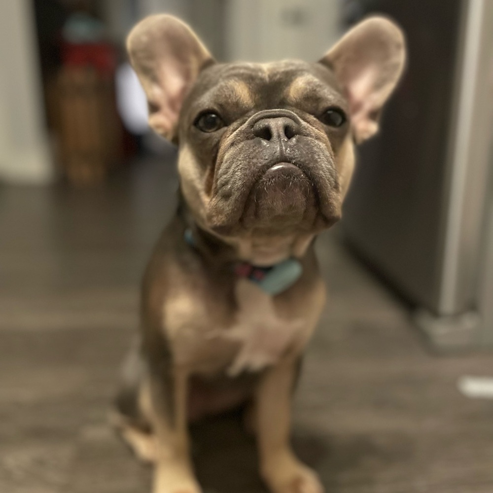 Meet your Posher, Allie